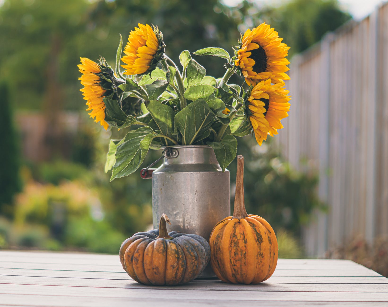 sunflowers in churn