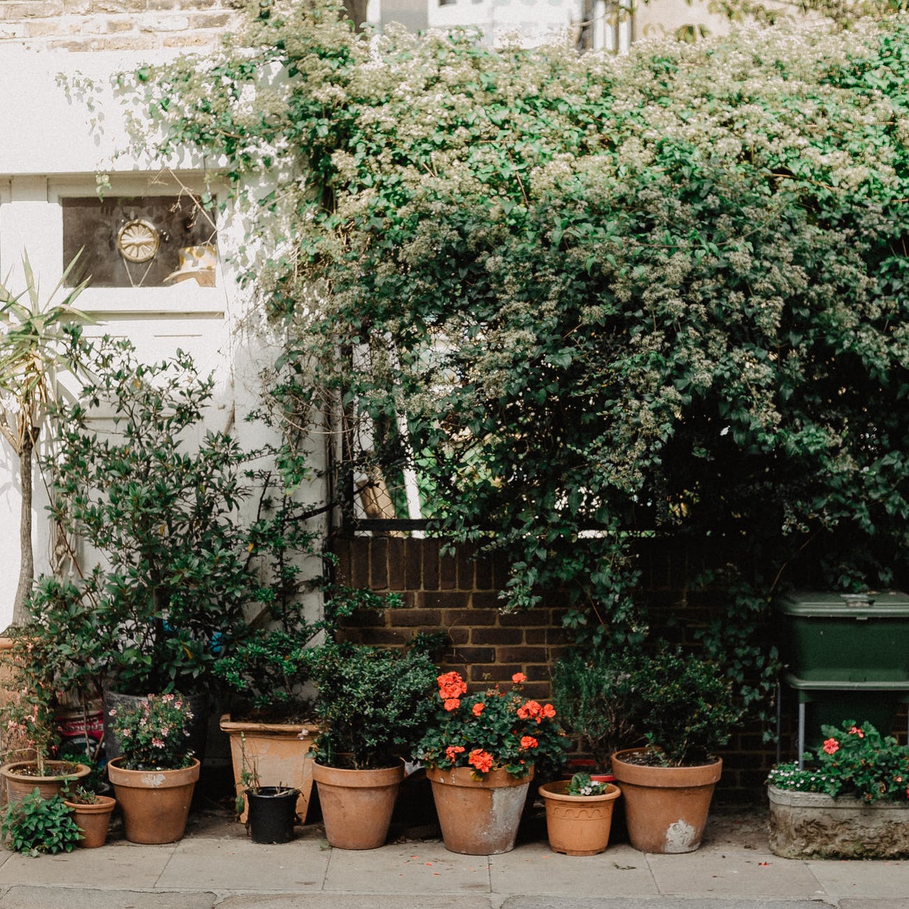 green plants on brown clay pots